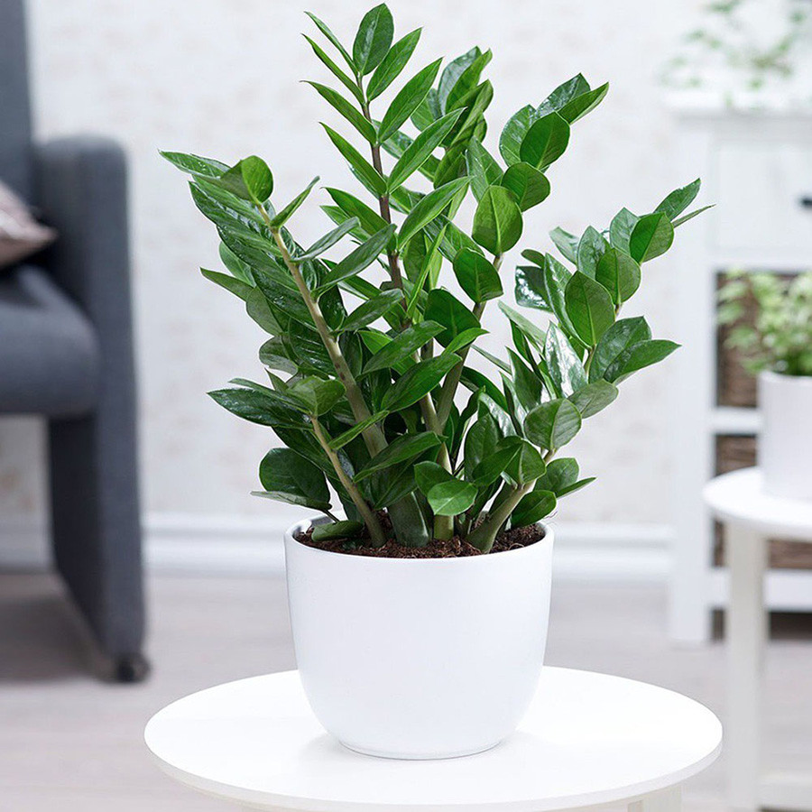 Chăm Sóc Cây Cảnh Văn Phòng Đúng Cách Giúp Không Gian Làm Việc Xanh Và Bền Vững 3 Cây kim tiền