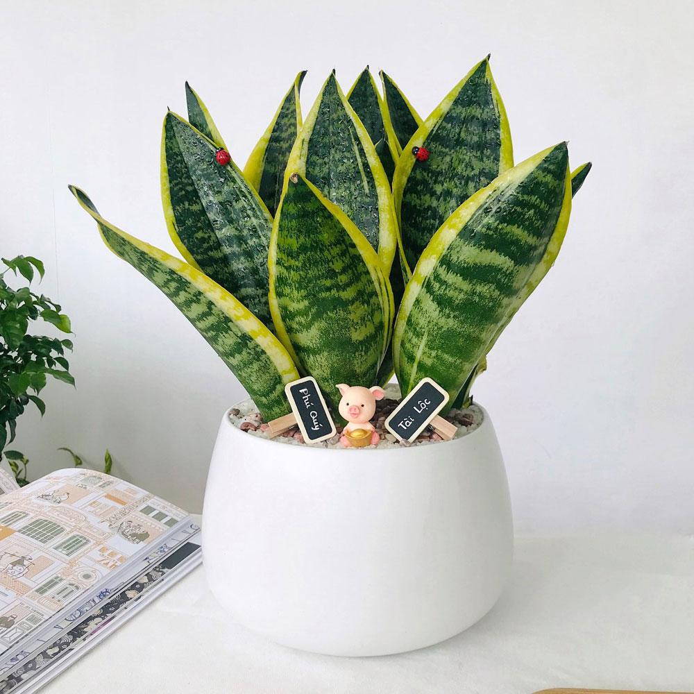 Chăm Sóc Cây Cảnh Văn Phòng Đúng Cách Giúp Không Gian Làm Việc Xanh Và Bền Vững 2 Cây lưỡi hổ