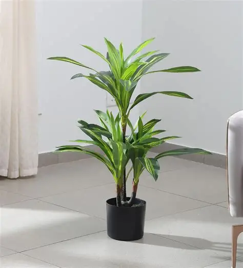 Chăm Sóc Cây Cảnh Văn Phòng Đúng Cách Giúp Không Gian Làm Việc Xanh Và Bền Vững 5 Cây phát tài