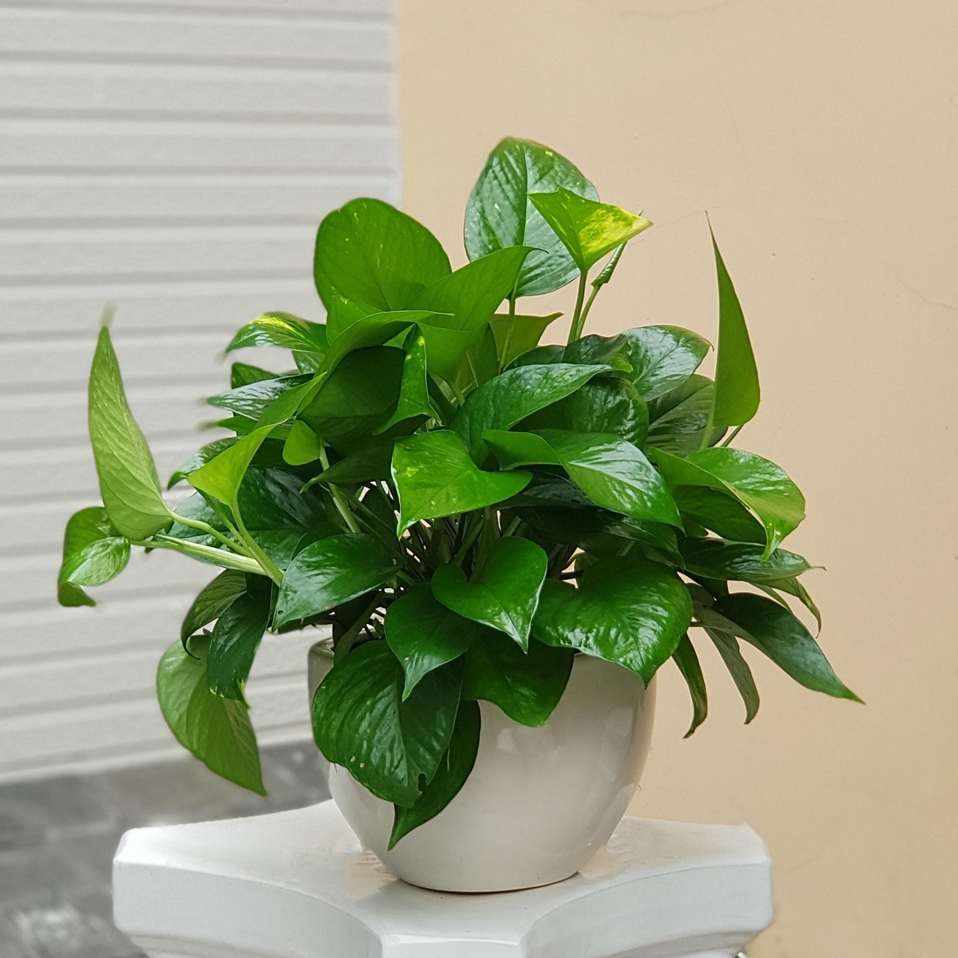 Chăm Sóc Cây Cảnh Văn Phòng Đúng Cách Giúp Không Gian Làm Việc Xanh Và Bền Vững 4 Cây trầu bà